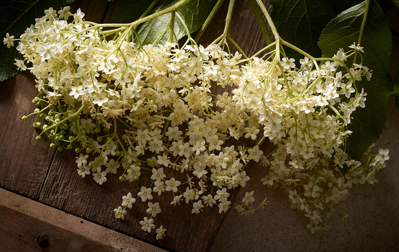 Tageslicht Fotografie Holunderblüte bevor sie frittiert wird