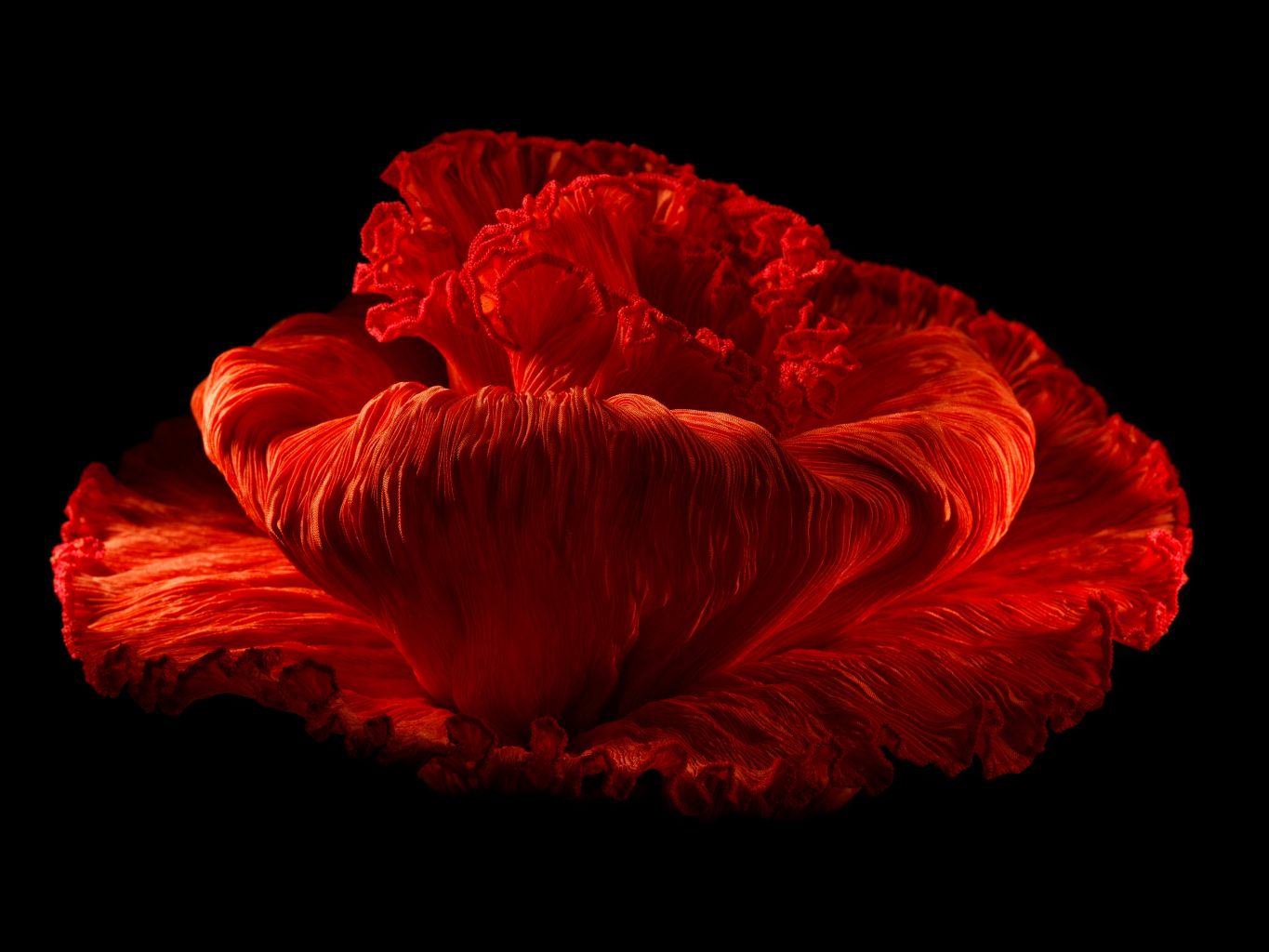 Legeware Blume rote Rose ist aus Frauenkleid gelegt worden vor schwarzem Hintergrund