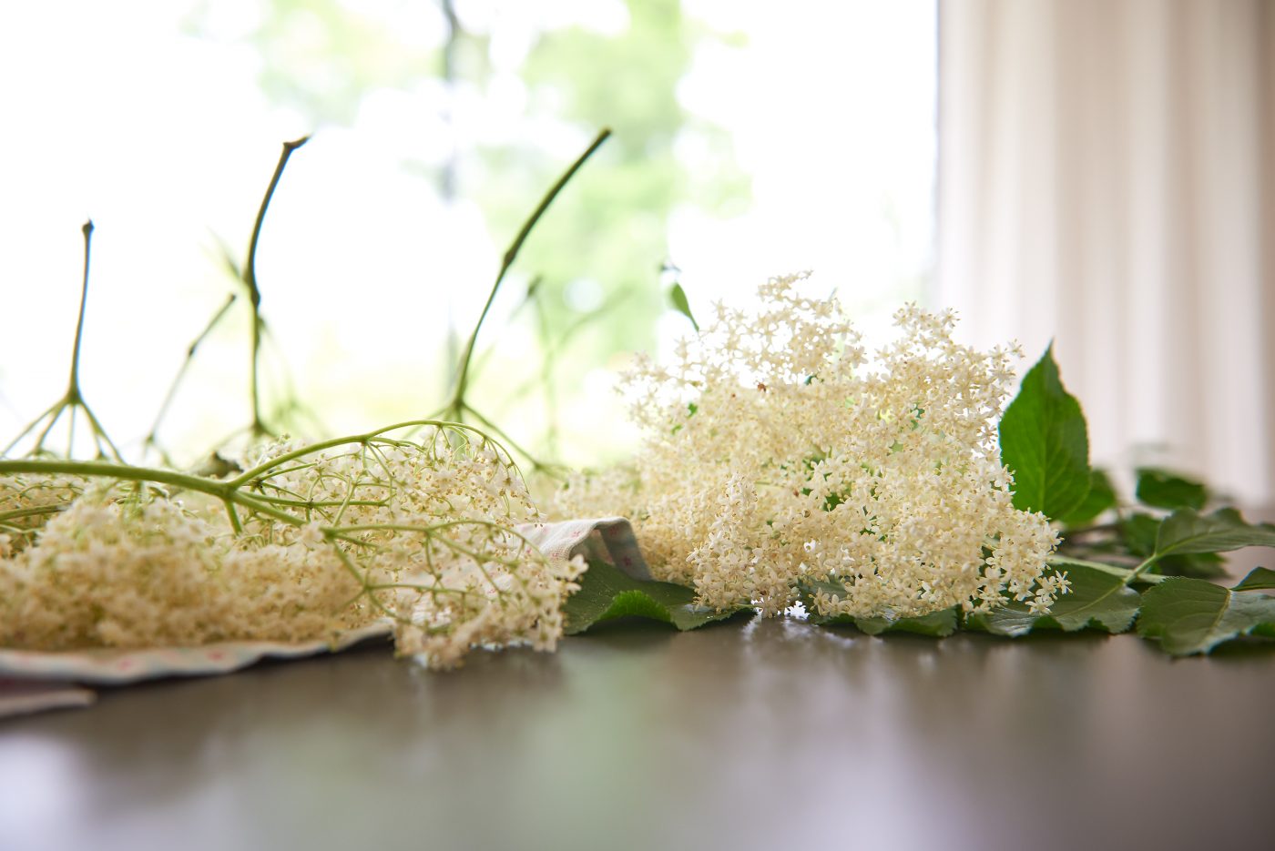 Tageslicht Fotografie Ernte der Holunderblüten für die Hollerkücherl making of