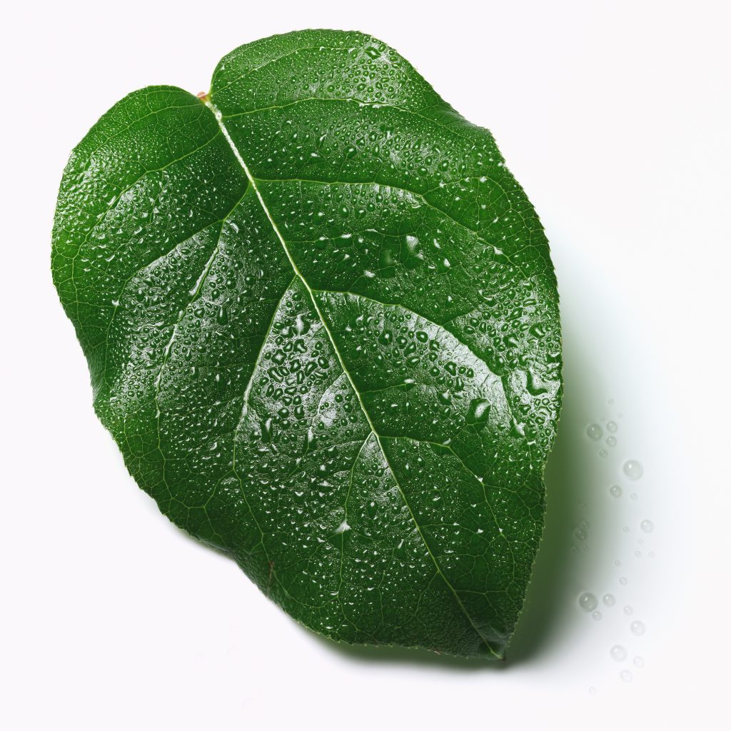 Food Allegorien grosses grünes Blatt ist mit vielen Wassertropfen benetzt Tautropfen schönes Licht Spiegelungen