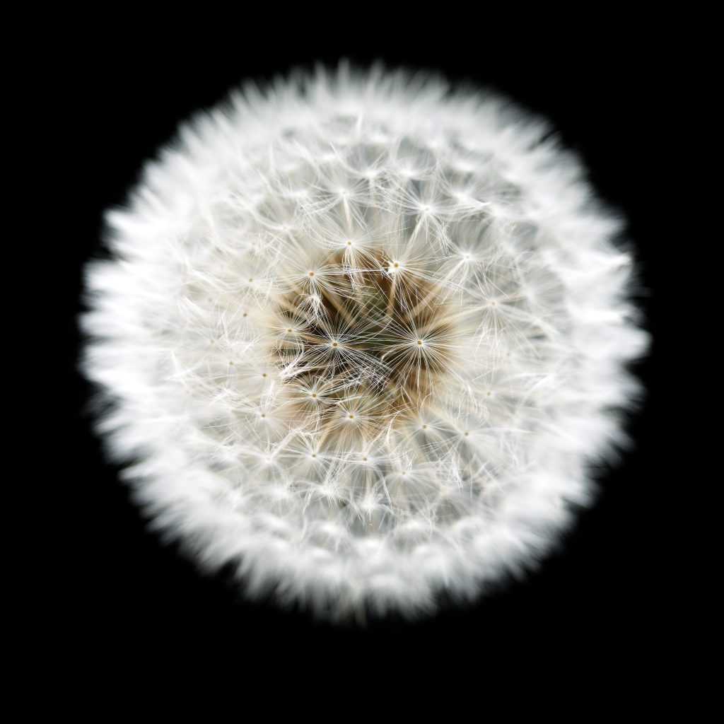 unhurt blowball still life picture black background