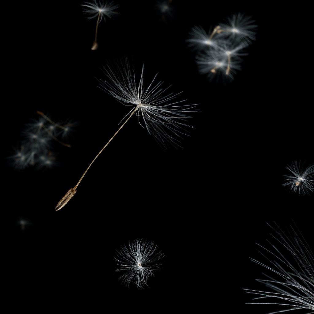 flying seeds of a blowball infront of black backdropstill life munich