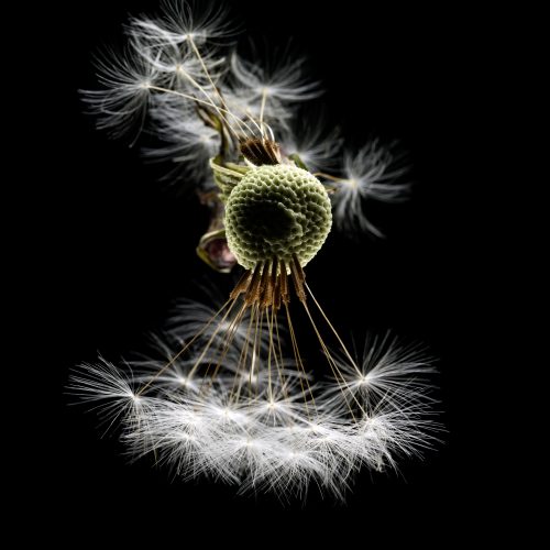 stillleben einer halb abgepusteten Pusteblume mit extremem Licht Struktur gut erkennbar vor schwarzem Hintergrund im Fotostudio München geschossen
