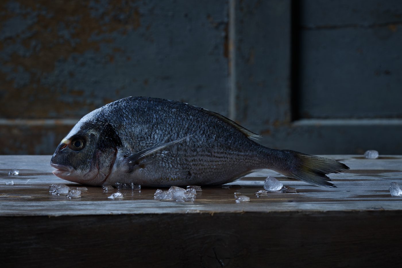 dorade von der Seite fotografiert, in stylischer Umgebung.Seafood mit Crushed Ice liegt herum, dunkler patinierter Untergrund