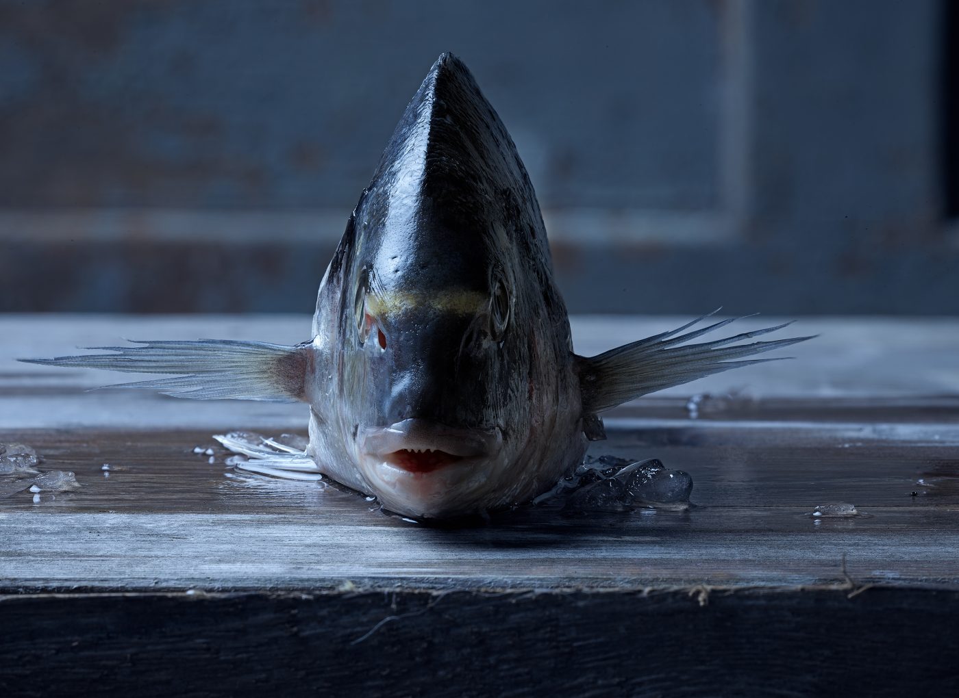 dorade von vorne aus tiefer perspektive in stylischer Umgebung.Seafood mit Crushed Ice liegt herum, dunkler patinierter Untergrund