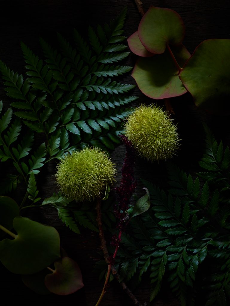 Farn- und Kastanien Blumen liegen zusammen mit anderen Blättern auf einem dunklen Holzhintergrund. Sie sind mit Tageslicht fotografiert.